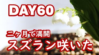 スズラン様　取り置き 園芸】株分けスズランの発芽～開花まで【ガーデニング】 - YouTube
