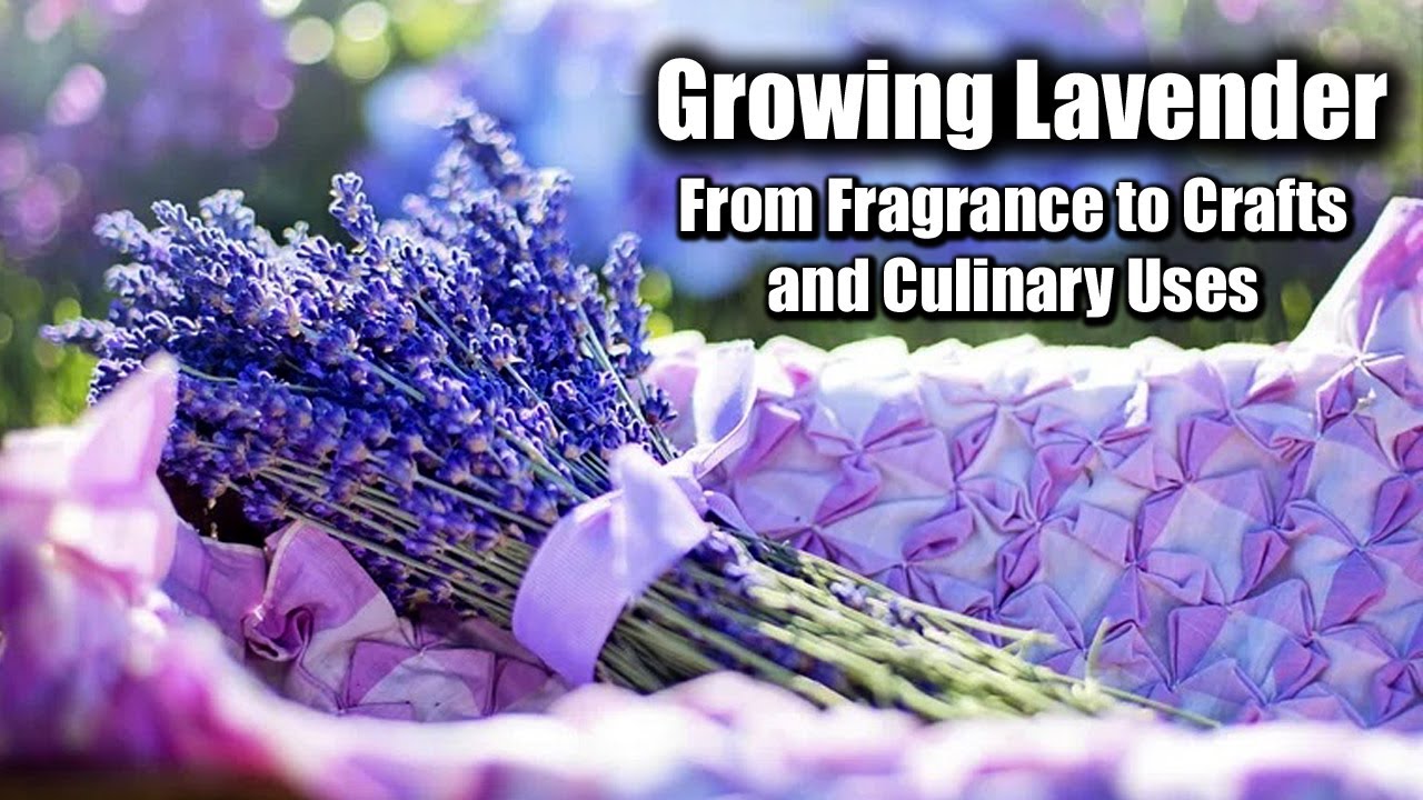Growing Lavender: From Fragrance to Crafts and Culinary Uses