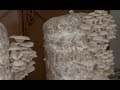 Mushroom Cultivation (With English Subtitle)