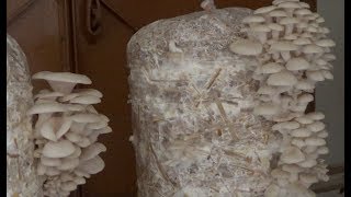 Mushroom Cultivation (With English Subtitle)