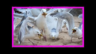 Breaking News | LETTER OF THE DAY: Seagull attacks on humans are very rare