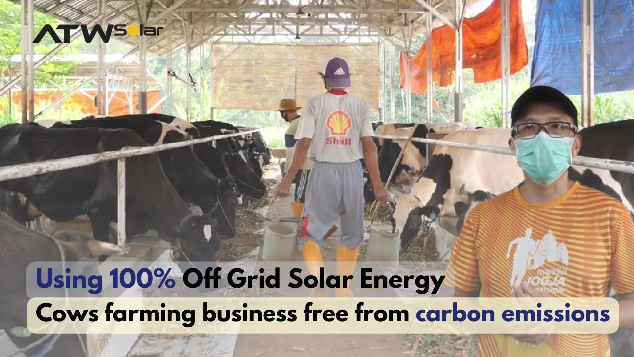 Using Off Grid Solar Panel System - Peternakan sapi di Kota Semarang bebas biaya listrik