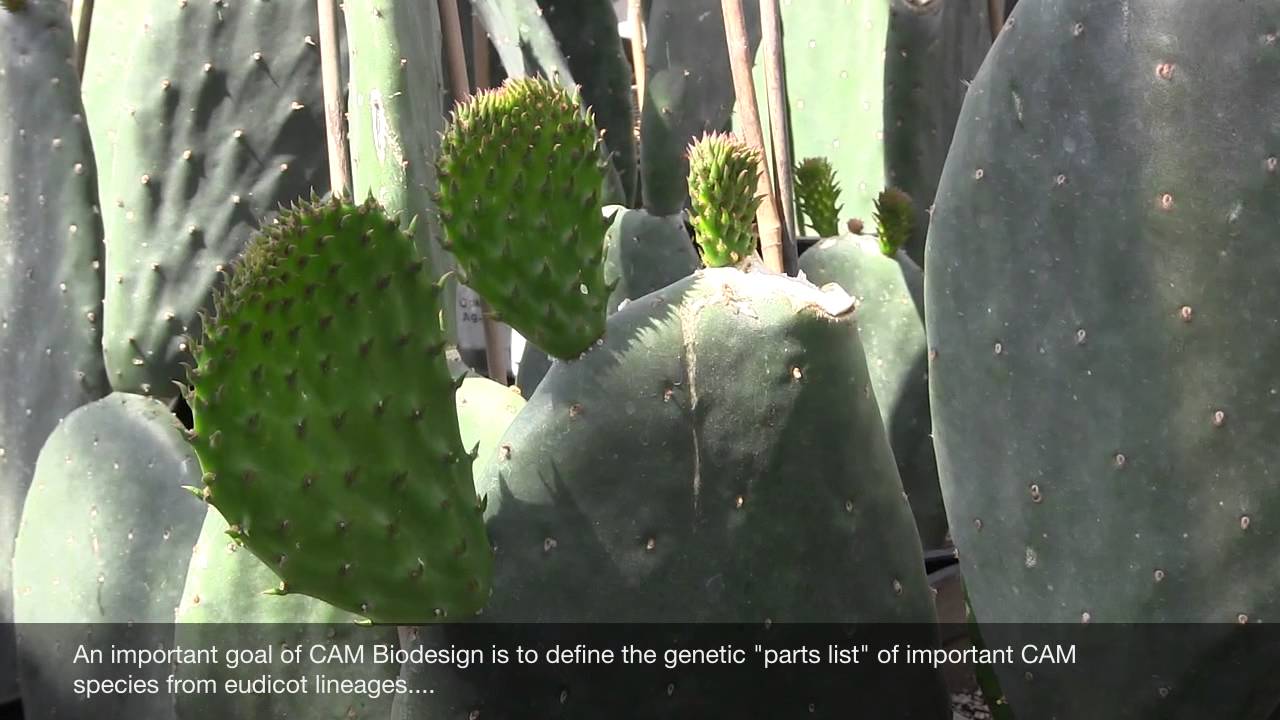 PLANTS review on Improving Water-Use Efficiency in Plants