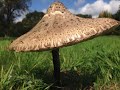 Parasol Mushroom Identification, Macrolepiota procera