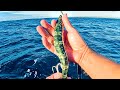 Fishing the GOD of all LIVE BAIT Fish - Catch And Cook