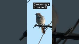 Горихвостка-Чернушка. Песня ♂, Голос Слётков. ♫ #Shorts #Голосаптиц