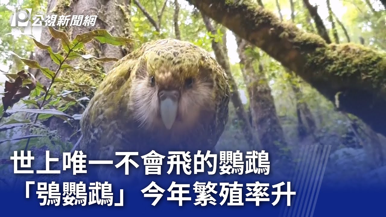 世上唯一不會飛的鸚鵡 「鴞鸚鵡」今年繁殖率升｜20260224 8點新世界