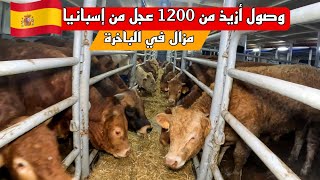 شاهذ لحظة وصول أزيذ من 1200 عجل لاموزين إسباني في ميناء الدار البيضاء