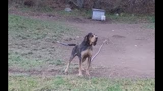 ukc bluetick coonhound