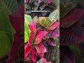 3 plantas de muito fáceis de cultivar em casa #chacara #plantas