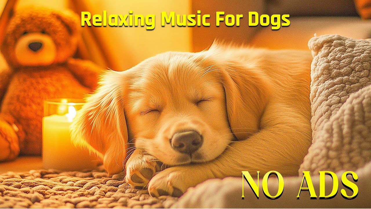 Любимая музыка для собак: музыка для сна, музыка для снятия стресса и беспокойства, успокаивающая му