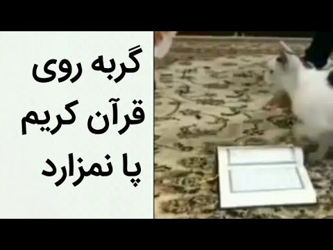 تصویری: چرا گربه سیاه پا توجه جهانیان را به خود جلب می کند