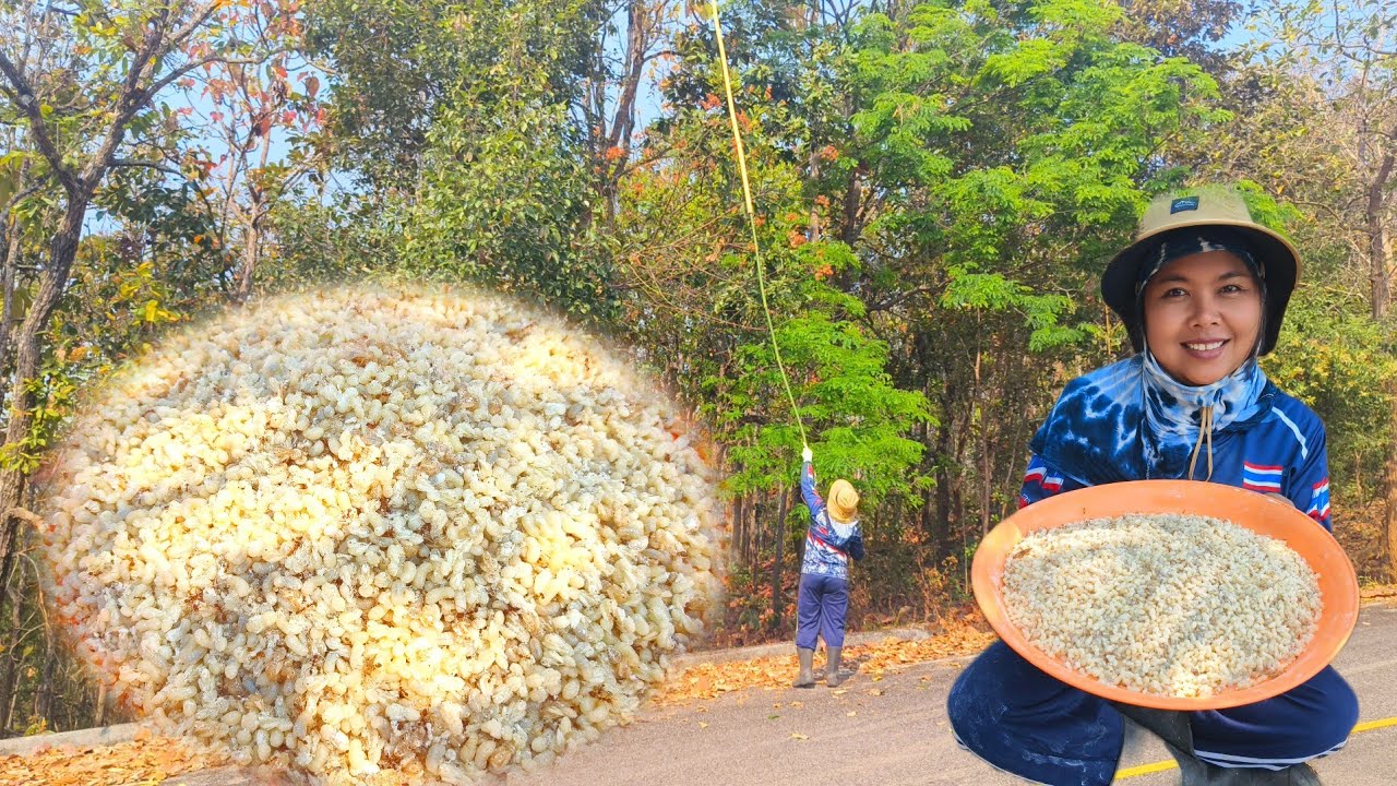 ไข่มดแดง วันนี้มีแต่ไข่เหมาะๆงามๆ เต็มถาดอีกแล้ว 4 มี. ค 2569