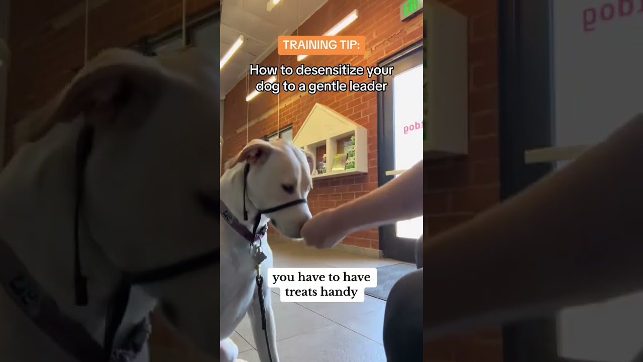 How to Put on a Gentle Leader | Dog Training Tips 