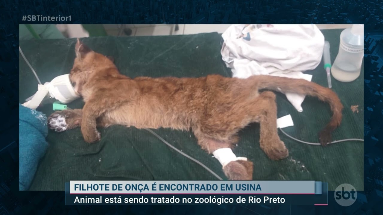 Gato 'adota' e cuida de filhote hospitalizado, e registro viraliza; vídeo