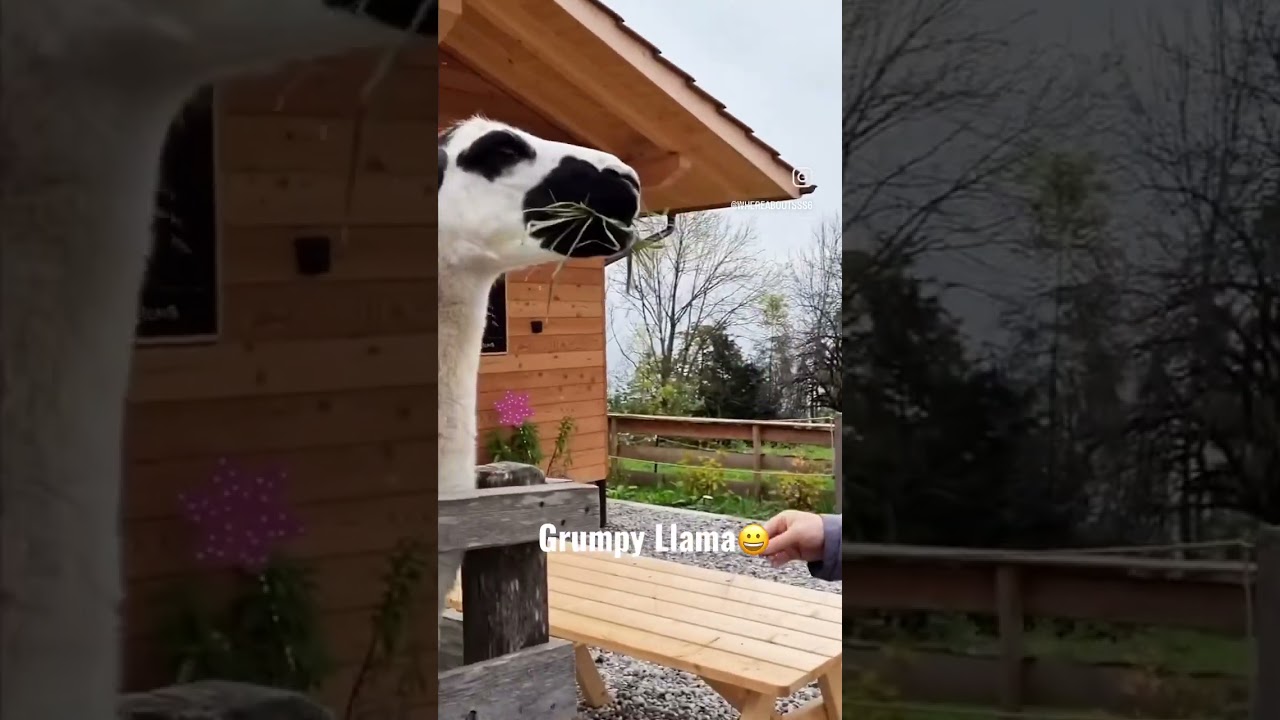 Llama eating grass out of my hand #llamas #alpaca #eating #viral #shorts
