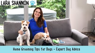 Grooming tips for dogs - Expert dog advice by Lara Shannon 172 views 1 year ago 2 minutes, 24 seconds