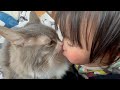 人間と一緒に猫団子する猫　ノルウェージャンフォレストキャット　ラガマフィンA crowded cat. Norwegian Forest Cat. Ragamuffin.