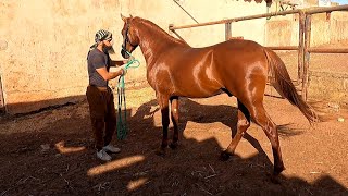 الخيل والمواكبة