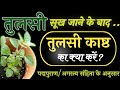 तुलसी की सूखी लकड़ी का क्या करें ? तुलसी काष्ठ का चंदन बनाये/हवन करें ! संपूर्ण शास्त्रोक्त जानकारी