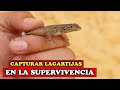 Como Capturar Lagartijas Y Reptiles Sin Trampas ni Nada - YMX supervivencia
