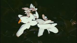 Video Estetik Alam 30 Detik | Cinematic Malam | Nature Cinematic Video