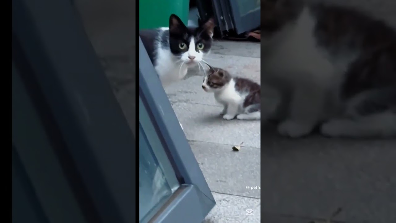 A mother defending her childrenHashtags: