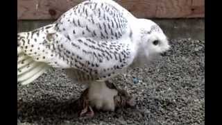 Oscar the Snowy Owl