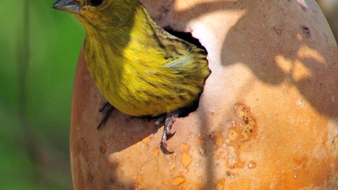 Como Saber Se O Canário Da Terra é Fêmea