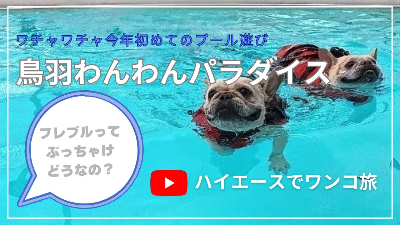 初めての鳥羽わんわんパラダイスへの旅/ ハイエース旅/ フレンチブルドッグ
