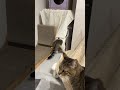 おもちゃ箱を漁るにゃんこ