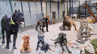 Cane Corso Napoleon Mastiff Xxl Bully French Mastiff Great Dane American Bully