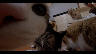 360度カメラで猫たちを撮影してみました