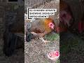 Update on my unwell chicken… I’m seeing strong signs of improvement!