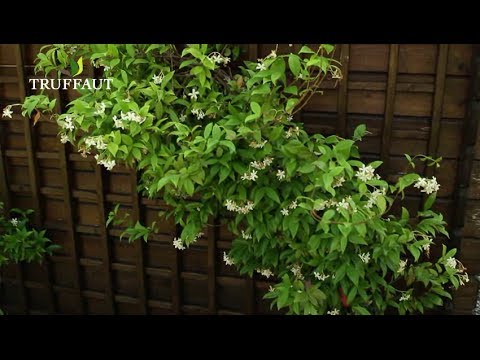 Vidéo: Qu'est-ce que le jasmin asiatique ? Apprenez à cultiver des plantes de jasmin asiatique