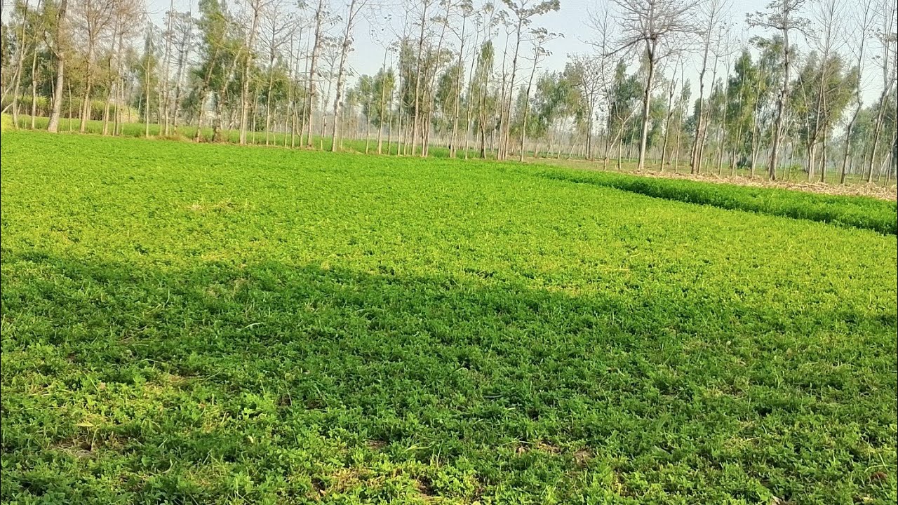 Aftar Party | Ramzi,Noori, Bilo ,Bhootna,Shoki, Sanam, Falak Sher,Funny Video  Rachnavi Tv