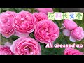 All Dressed Up月季,又香又美,花期又长