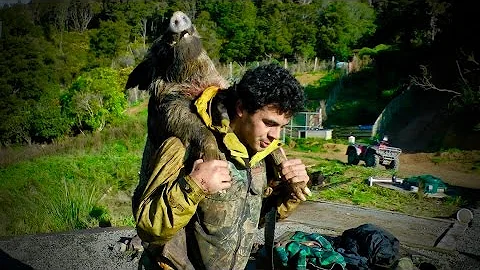 Hunting wild boar (hog) in New Zealand part 3