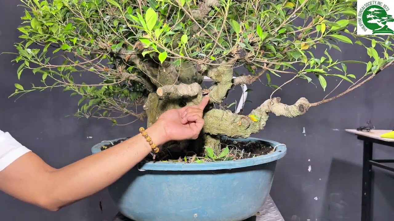 Art'bonsai101 vlog#97 part 2, fuse ficus micro carpa, mercy #bonsai #tutorial #plants 🫶🏼💚🌳🥰🇵🇭