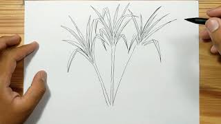 How to draw SUGAR CANE PLANT