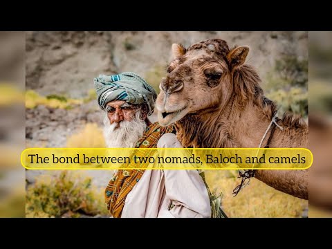 پیوندی از عشق رفاقت و بقا میان بلوچ و شتر