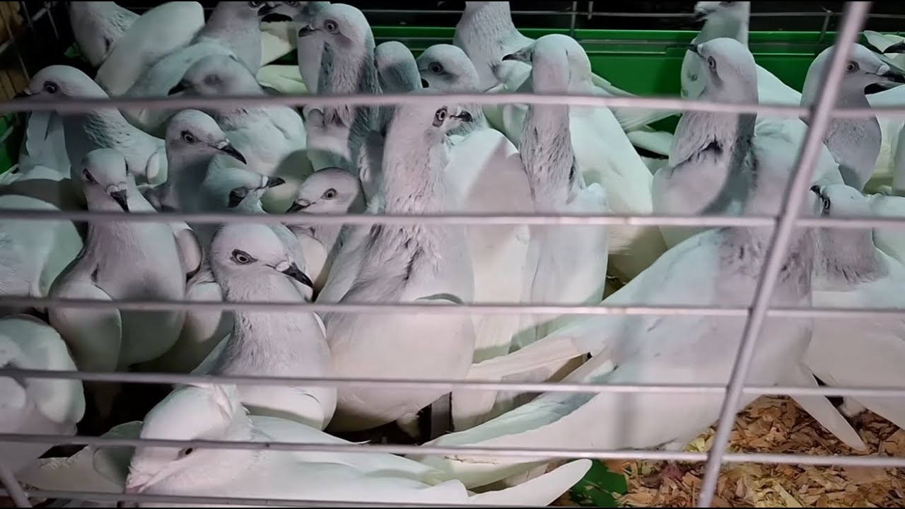 Targowisko z Gołębiami Skierniewice prze potworny rynek 1/4 Będą kury kaczki itd. Lot Jasnych 10zł😯😯