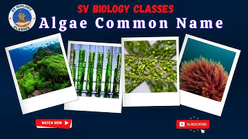 Algae Common Name | MSc Entrance & Assistant Professor