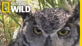 Regurgitating Owl Nat Geo Wild