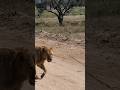 Simba Fear Less Dominate More Lionking Simba Wildlife Nakuru Jungle Junglesafari Simba Fear Less Dominate More Lionking Simba Wildlife Nakuru Jungle Junglesafari