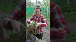 Розсада полуниці копанка 🌱 Свіжа, міцна, з відкритим коренем! #Shorts