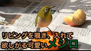 リビングを覗き 入れて欲しがる可愛いメジロ Youtube リビングを覗き 入れて欲しがる可愛いメジロ Youtube
