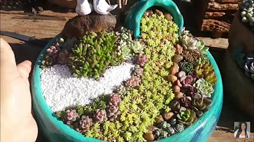 Como fazer jardim pequeno com suculentas?