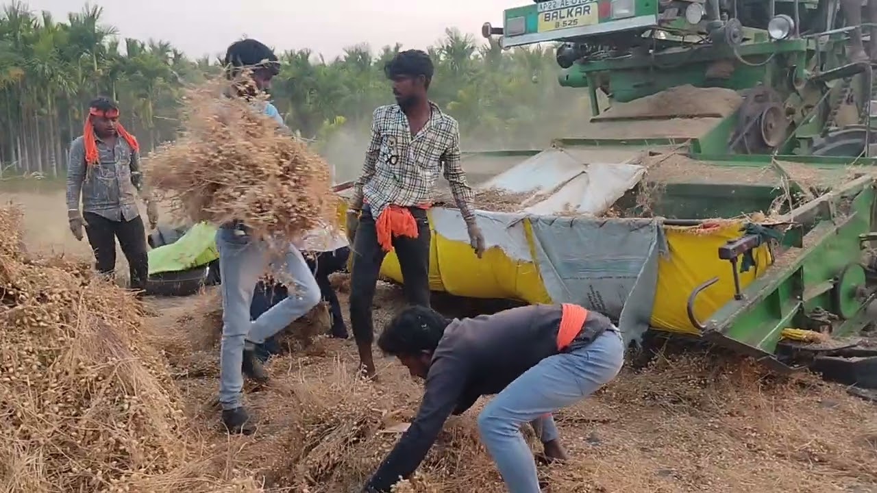 ಕಡಲೆ ಗಿಡದ ಮೆಷಿನ್ ಕೆಲಸ ಹೇಗಿದೆ‌ ಗೊತ್ತಾ?