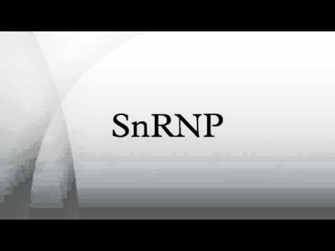 Vídeo: Diferencia Entre SnRNA Y SnRNP